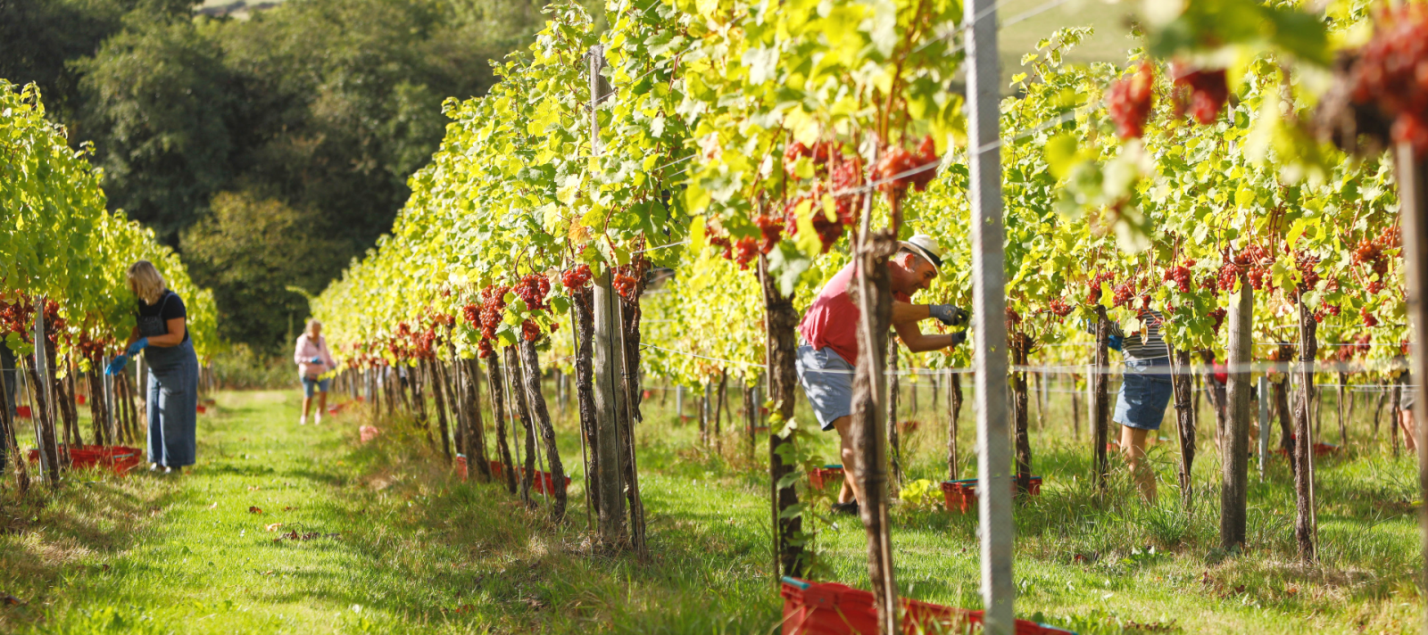 White Castle vineyard vine plants and people picking the grapes